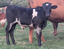 Flinn x Baby Doll bull