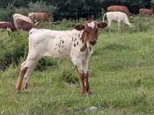 Flinn x Evolution heifer