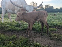 Ruckus x Julianne bull
