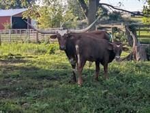Texas Sage x JL 4479 bull