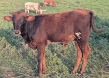 Flinn x Glitter bull