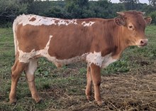 Flinn x Sunny twin bull 1
