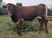 Flinn x Sunny twin bull 2