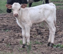 Ruckus x Sage heifer