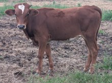 Spanster x Dani Pie bull