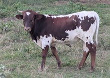 Spanster x Cupcake bull