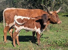Ruckus x JL 13/23 bull