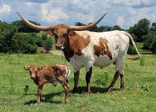 Pacific Kisses 2026 Bull Calf