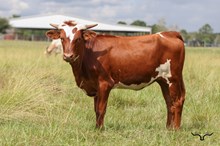 Pacific Whiteout Heifer 2026