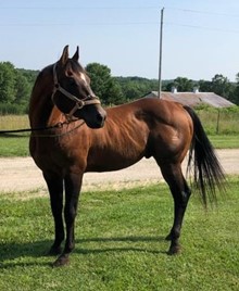 Pardee Instantly
