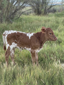 DCL Parker Heifer 26