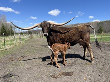 Patsy Bull 24