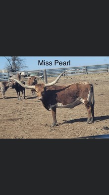 CWR Pearl