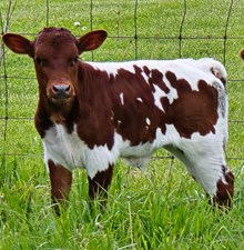 YR Yuma Devil x A2L Scarlet Rose Bull