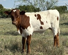 LHB Ring Pop X Silent Knight bull
