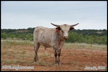 Prince Romeo SRC x M Arrow Luella
