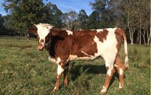 WA KING'S HARLEQUIN