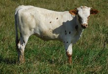 DEMO X RANGE IRON HEIFER