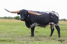 RD Carbon Cowboy