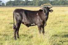 RD Lucky Lady Heifer 2026