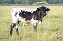 RD Phoenix Bull Calf 2026