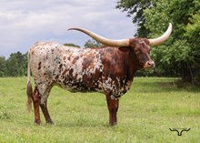 RD Texas Queen