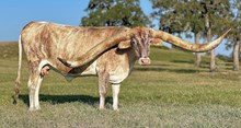 REVEILLE STAR