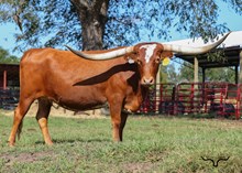 RHF Rosebud Red