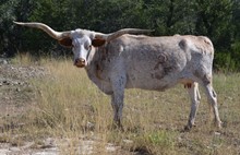 RJF COWGIRL COMFORT