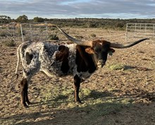 RJF Cowboy's Image