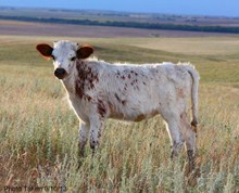 RJL REAL FRONTIER