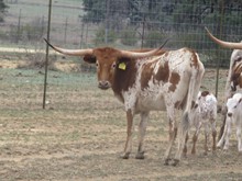 RM Cowgirls Caddy 17