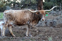 RM MISS WHIRLWIND