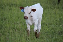 Rebel cowgirl x rain man (b)