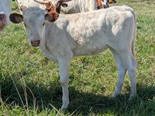 COCHISE X TWO STEP HEIFER