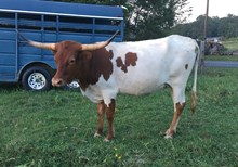 RODEOIZM