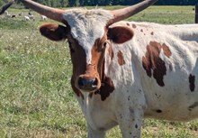 ROWDY X ROSEBUD HEIFER