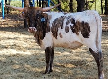 RR Brindle Frost