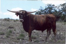 RR Sweet Festus