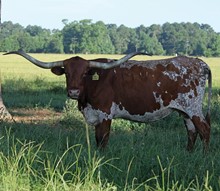 RANCH TANTRUM