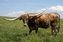 Ranger