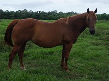 CEE BOOGER ROAN CL