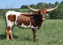 6CR REBELLIOUS COWGIRL