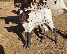 Atomic Rebel X Silent Knight bull