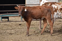 SL COWBOY'S VIDA X REBEL HR TAG 614