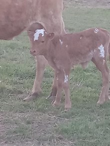 Pending(Leprechaun X Raining under water)