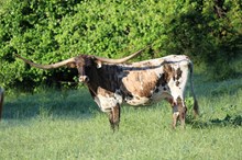 Ringman's Brazos Queen 702