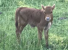 Ringtone bull calf