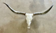 RRH SKULL $700