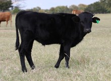 Tosser x Rio Roman Bull Calf